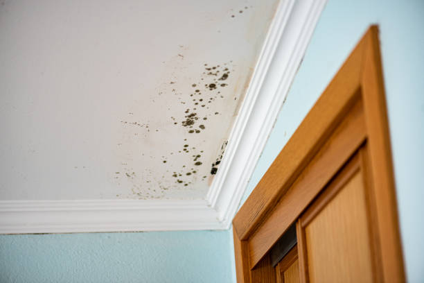 Berkeley, IL Mold Remediation Company