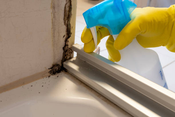 Best Residential Mold Remediation in Berkeley, IL