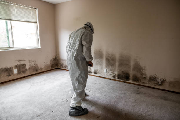 Best Attic Mold Remediation in Berkeley, IL