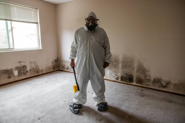 Best Post-Flood Mold Remediation in Berkeley, IL