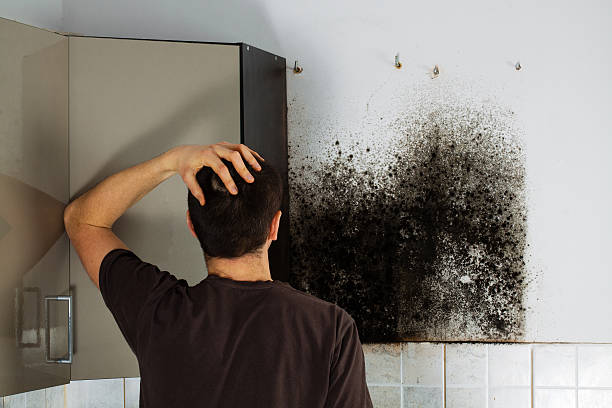 Best Basement Mold Remediation in Berkeley, IL